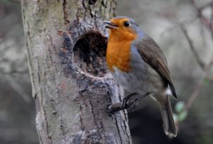 My garden Robin...