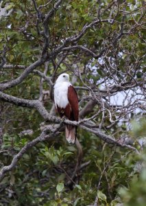 Brahminy Kite