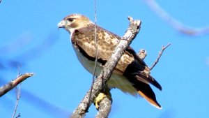 Red-tailed Hawk in North Texas