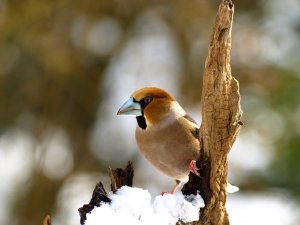 hawfinch