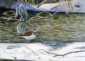 Killdeer, Great Blue Heron, Snow at Manayunk Canal