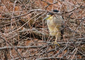 Black Crowned Night Heron