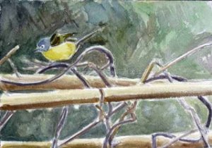 Nashville Warbler on Bean Trellis - February, 2013