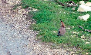 Hoopoe