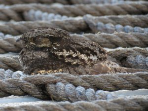 Nightjar Visit Grey ?