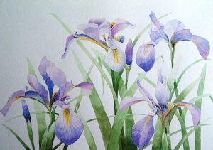 Wild Irises