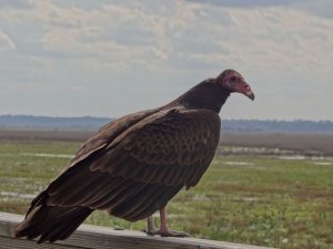 Turkey Vulture