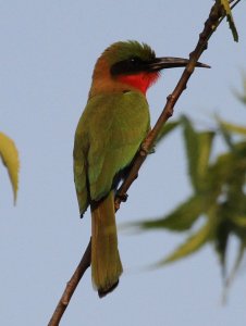 Red Throated Bee-eater