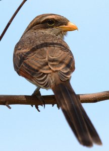 Yellow Billed Shrike