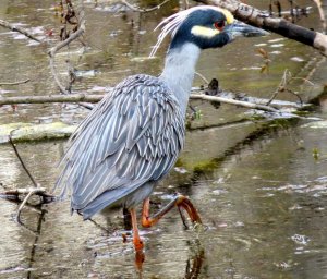 Yellow-crowned Night Heron