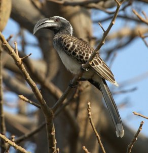 Grey-Hornbill