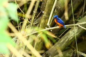 Blue-eared Kingfisher