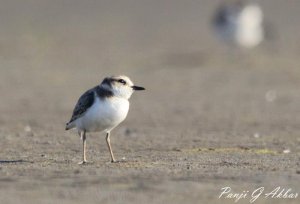 Javan Plover