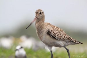 Bar-tailed Godwit