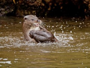 Otter at play