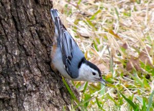 White-breasted Nuthatch