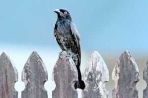 Spangled Drongo