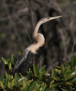 Snakebird