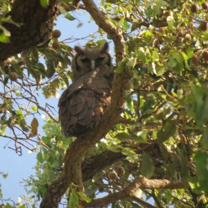 Verraux's Eagle Owl