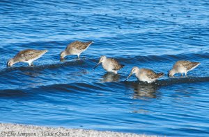 Long-billed Dowitcher