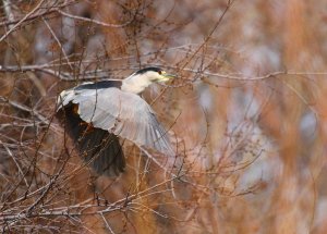 Black Crowned Night Heron