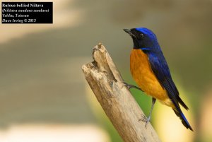 Rufous-bellied Niltava