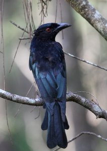 Spangled Drongo Rear View