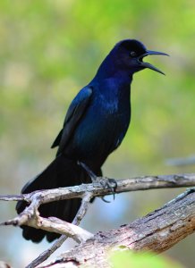 Boat Tailed Grackle
