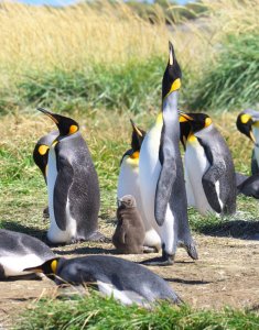 King Penguin