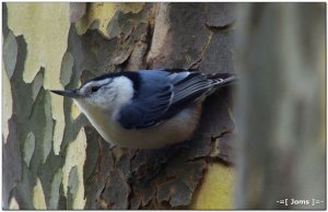 White-breasted Nuthatch