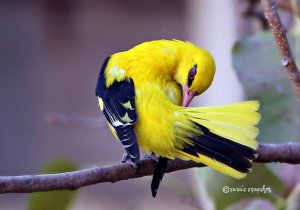 Indian Golden Oriole