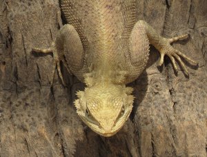 Gambian Agama (Thanks For ID Birdboy )