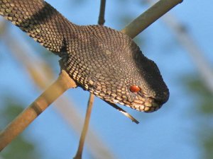 Mangrove Pit Viper