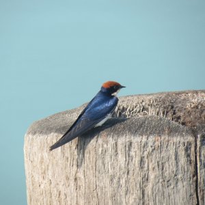 Wire Tailed Swallow