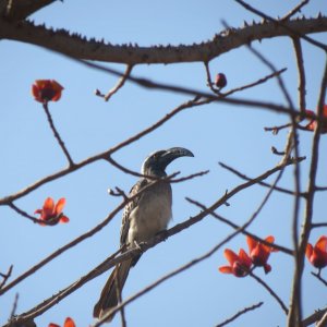 Grey Hornbill