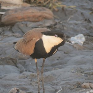 Spur Winged Plover