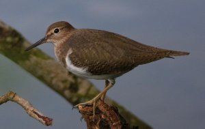 Common Sandpiper