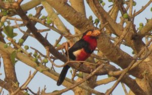 Bearded Barbet