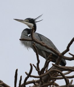 Black Necked Heron