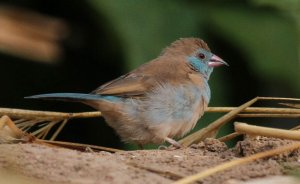 Blue Waxbill