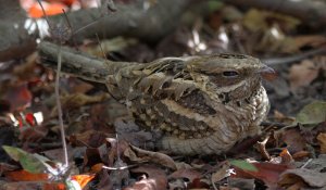 Nightjar