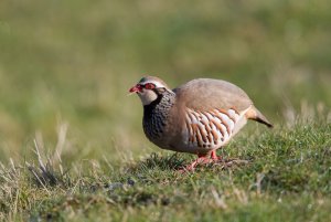 Red-legged Partridge