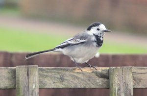 Pied Wagtail