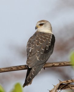 Black Winged Kite