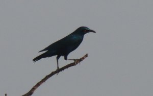 Lesser Blue Eared Glossy Starling