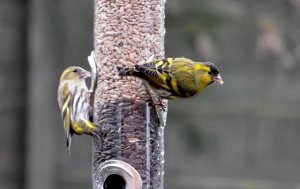 Siskins in my garden...