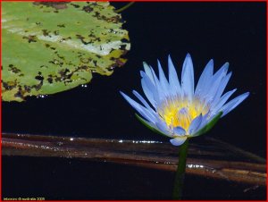 le lotus bleu
