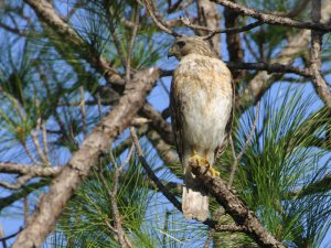 Red-shouldered Hawk, Florida