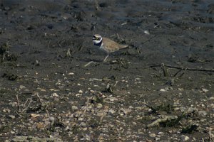 Little Ringed Plover