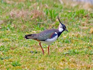 Lapwing